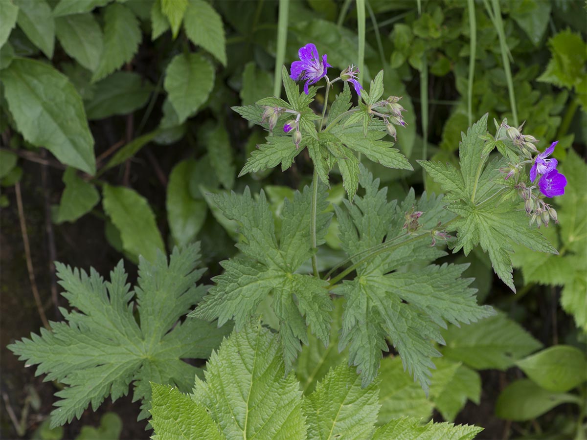 Geranium sylvaticum